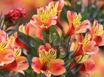 A close-up shot of a small composition of red-orange colored and trumpet-shaped flowers called the Peruvian lily
