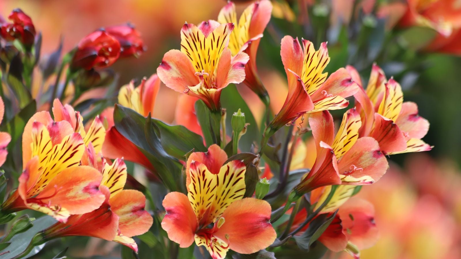 A close-up shot of a small composition of red-orange colored and trumpet-shaped flowers called the Peruvian lily