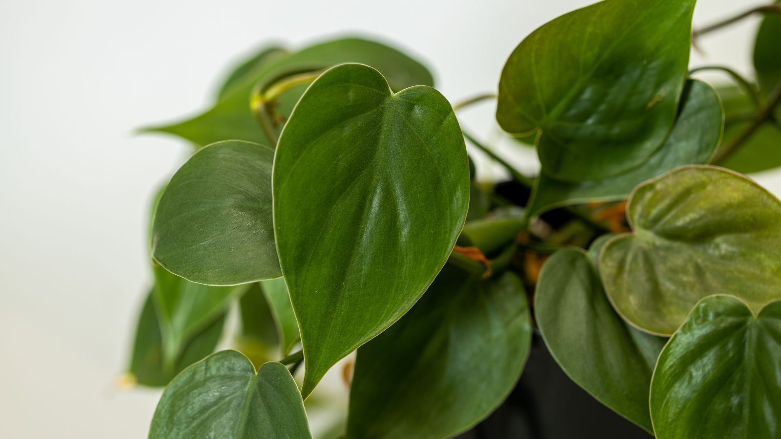 A close-up shot of leaves of a houseplant in a well lit area