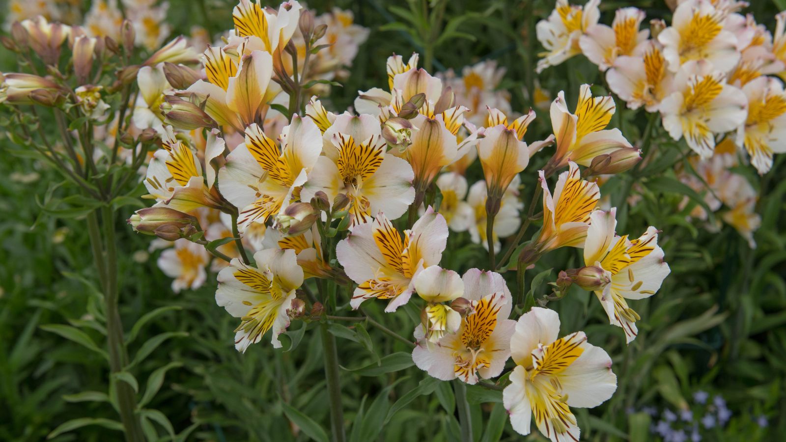 A shot of a composition of white colored summer blooming flower variety called Apollo, showcasing its white flowers and yellow center in a well lit area