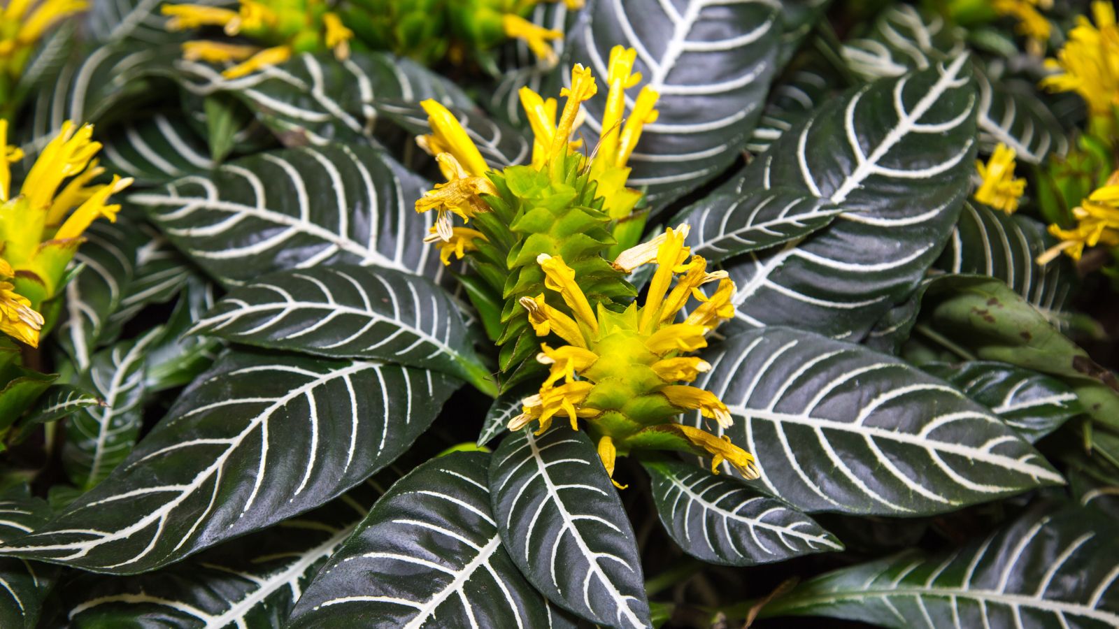 A shot of a growing houseplant and its flowers, all placed in a well lit area outdoors