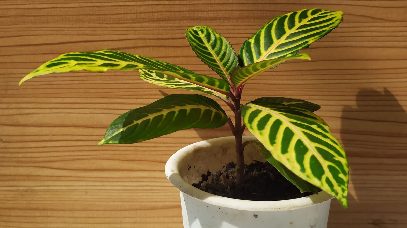 A shot of a growing houseplant that is placed in a white pot indoors