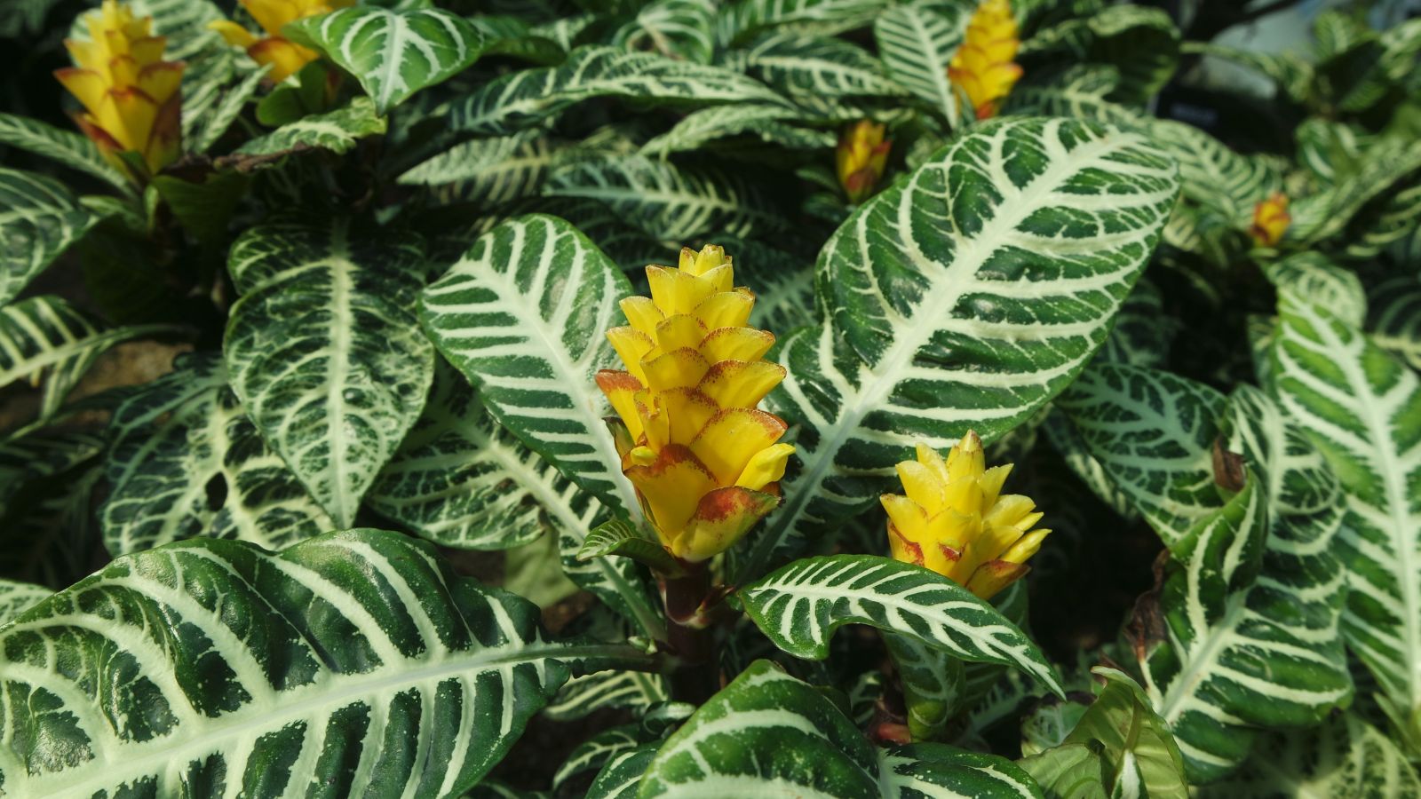 A shot of a houseplant and its flower clusters