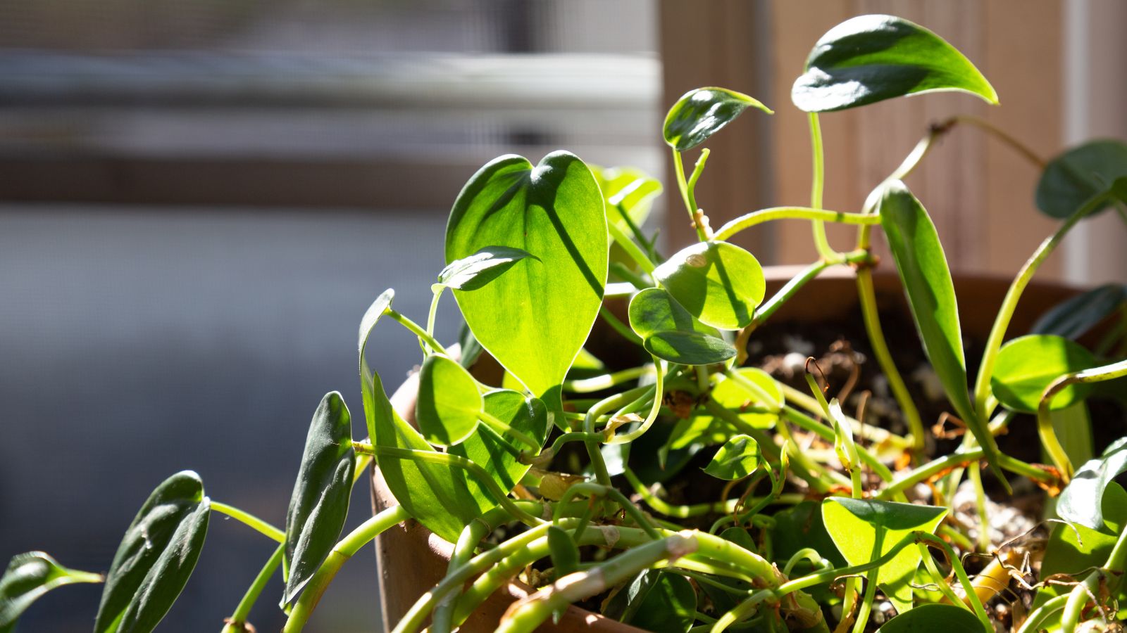 A plant basking in bright sunlight indoors