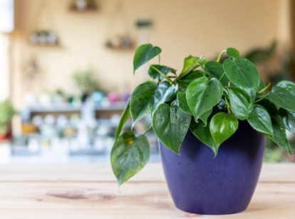 A shot of a potted houseplant called heartleaf philodendron