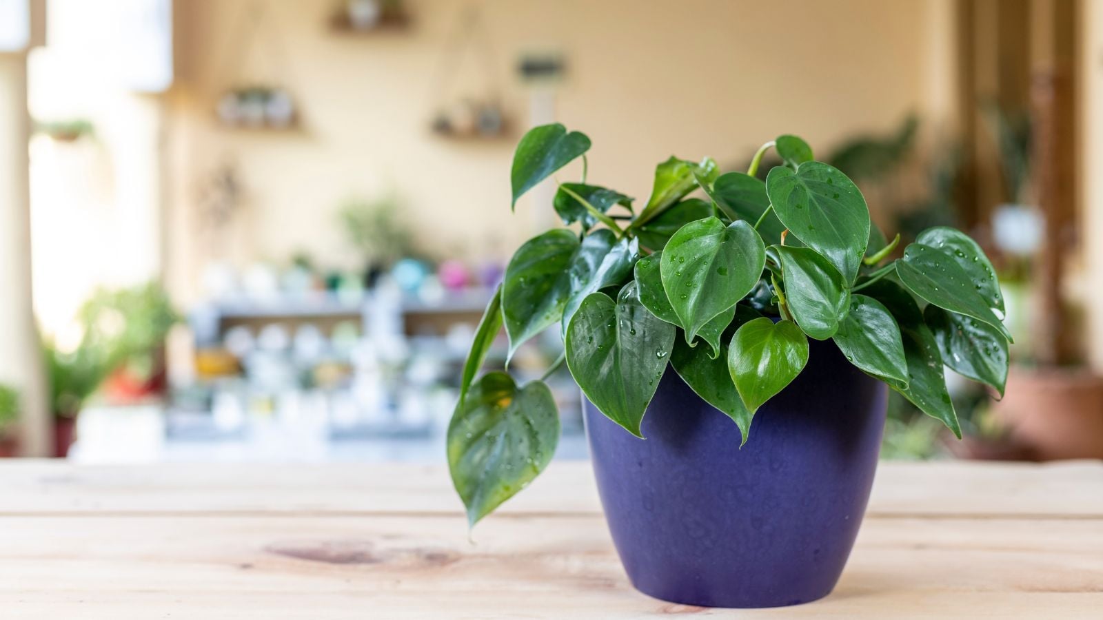 A shot of a potted houseplant called heartleaf philodendron