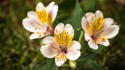 A shot of a small cluster of flowering plants showcasing its unique appearance and color in a well lit area outdoors