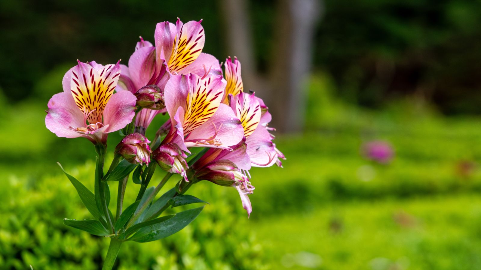 A shot of a small cluster of pink flowers showcasing its petals and green stem and leaves in a well lit area outdoors