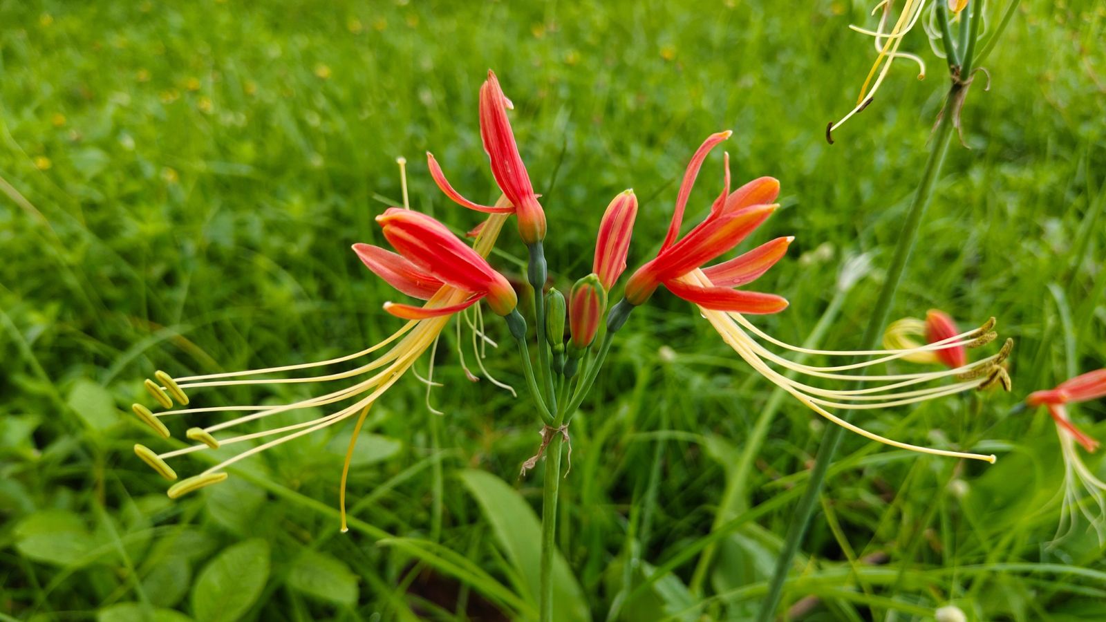 A shot of developing and blooming seedlings of a flower in a well lit area outdoors
