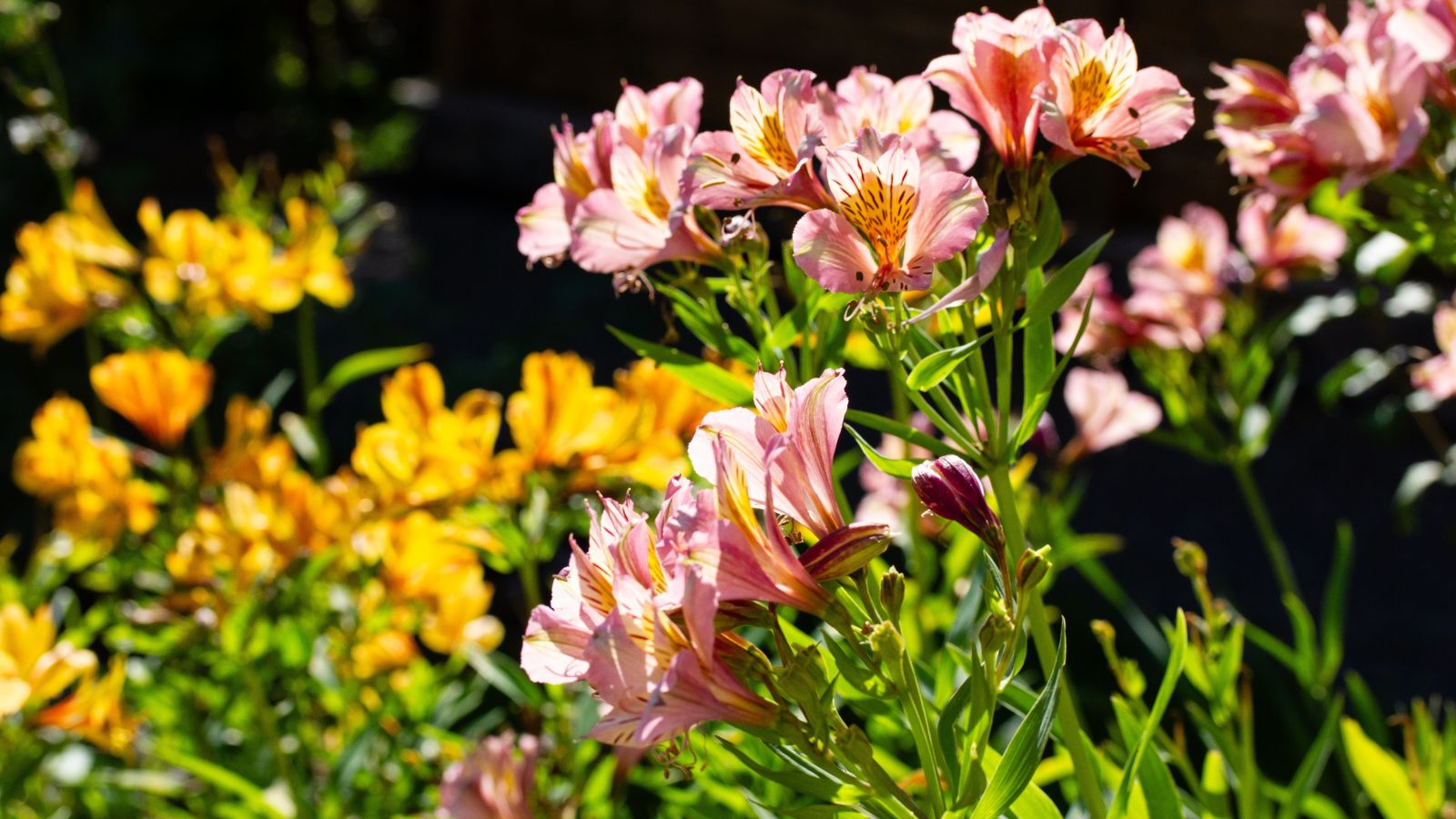 A shot of pink colored flowering plants  alongside the same flower with a different color in the background, all basking in bright sunlight outdoors