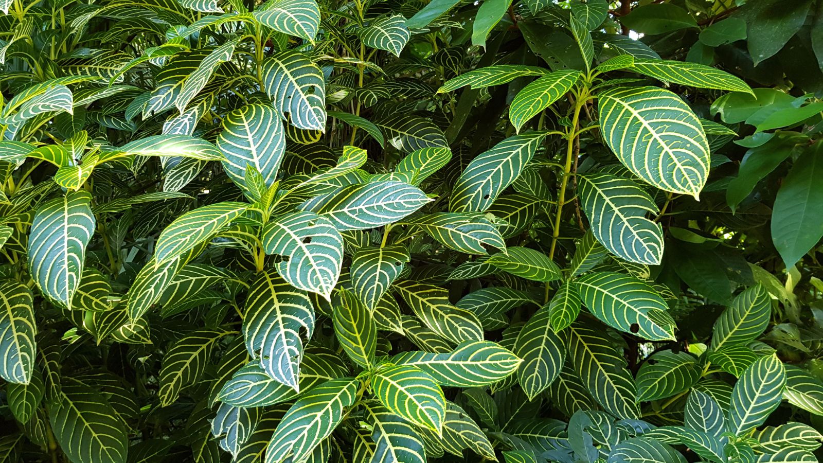 A shot of growing houseplants in a well lit area outdoors