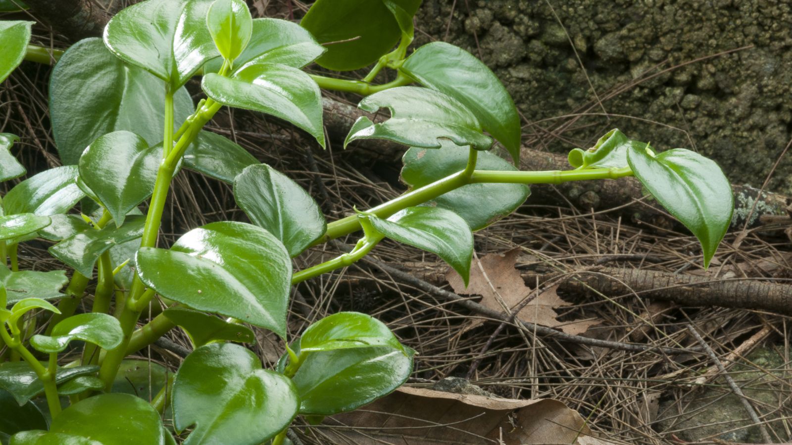 A shot of green colored vining plants in an area outdoors