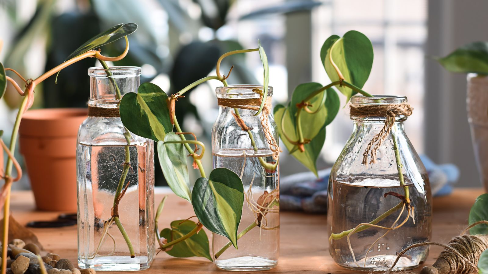 A shot of rooted cuttings of a houseplant in glass containers filled with water, all situated in a well lit area indoors