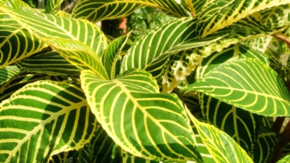 A shot of the aphelandra squarrosa houseplant showcasing its broad leaves and unique patterns