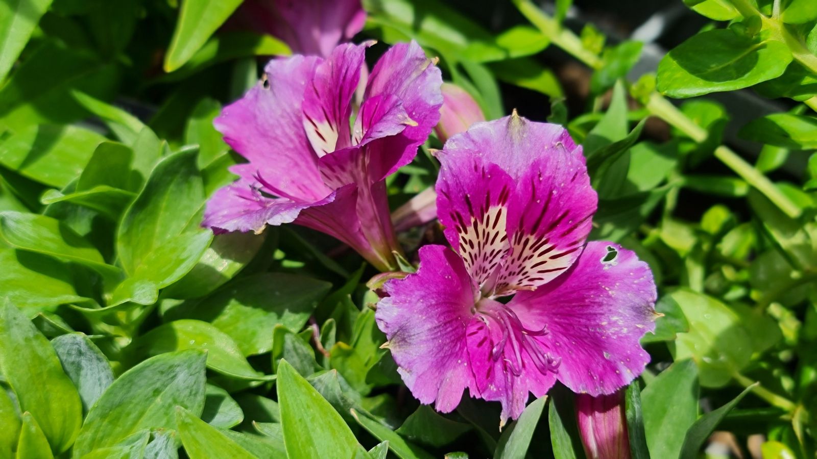 A shot of two developing lavender-pink colored flowers showcasing its trumpet-shaped blooms and vivid colors, alongside its green foliage in a well lit area outdoors