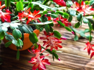 An overhead and close-up shot of a developing plant on a pot meant to move Thanksgiving Christmas cactus indoors