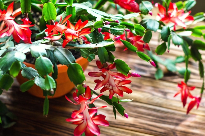 An overhead and close-up shot of a developing plant on a pot meant to move Thanksgiving Christmas cactus indoors