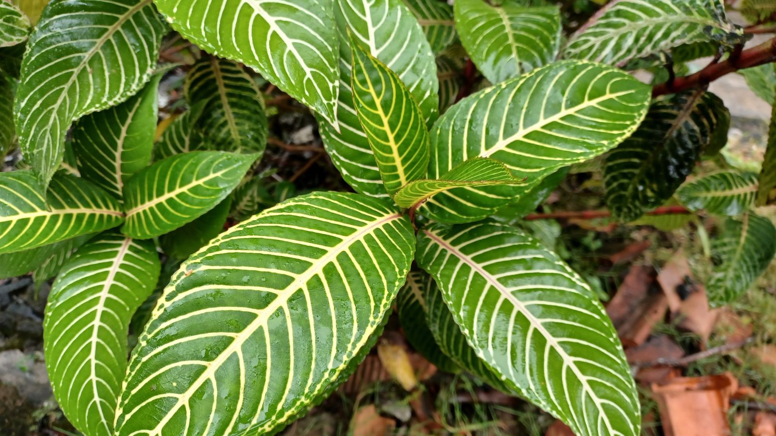 An overhead shot of a flora with broad leaves and unique pattern that is situated in a well lit area outdoors