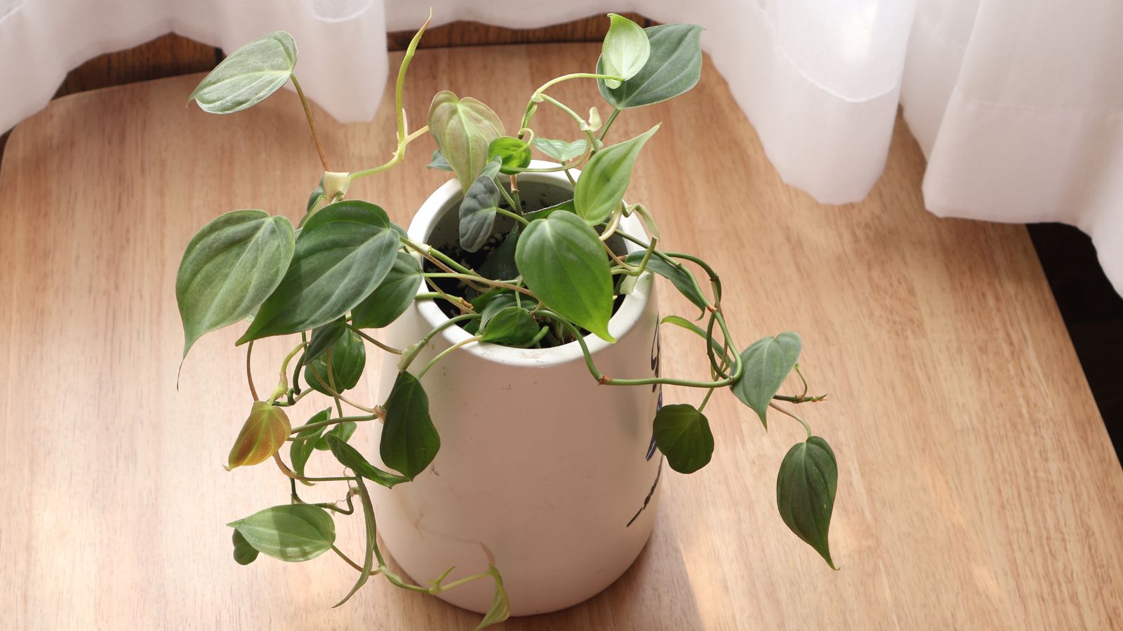 An overhead shot of houseplants placed on top of a wooden surface in an area indoors