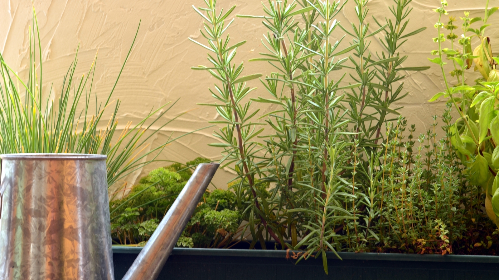 A mix of culinary herbs including Rosmarinus officinalis with needle-like, silvery green leaves, and Allium schoenoprasum with slender, grass-like green shoots. A metal watering can rests beside the planter on a flat surface.