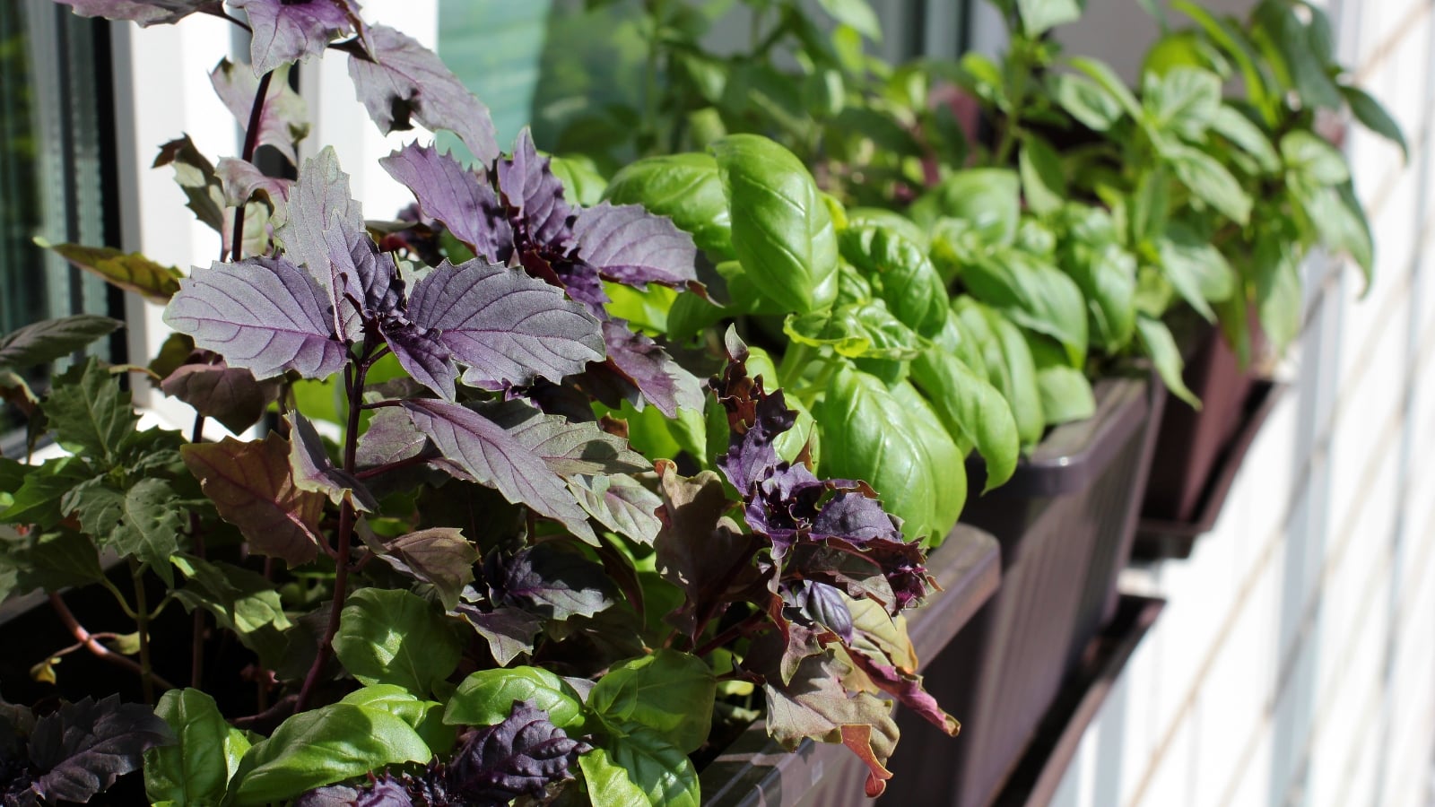 A variety of herbs planted in plastic rectangular pots.