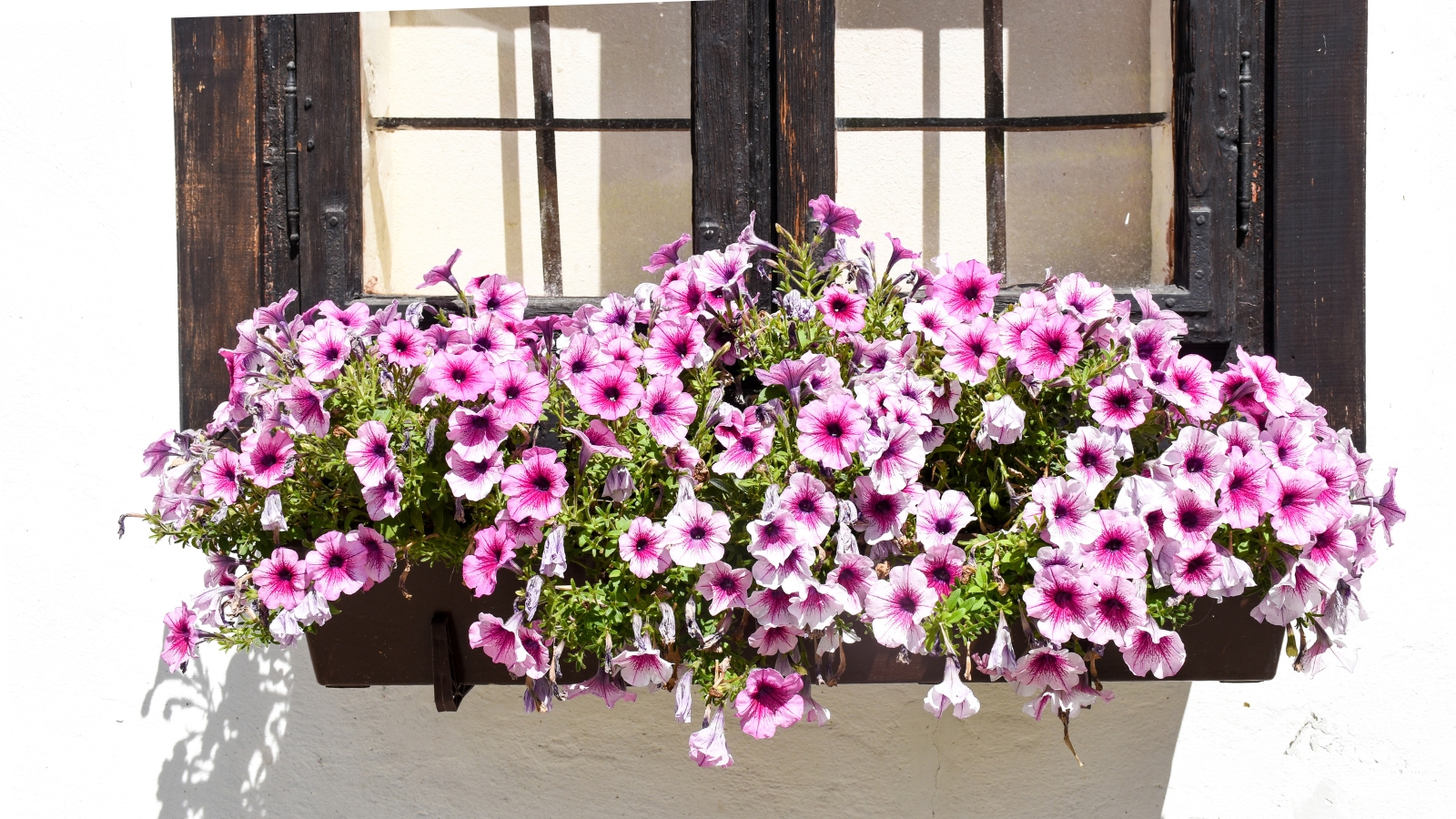 A burst of Petunia hybrida flowers in shades of pink and white, with their trumpet-shaped blooms spilling outward. The green, oval-shaped leaves offer a vibrant contrast, set against a dark wooden frame.