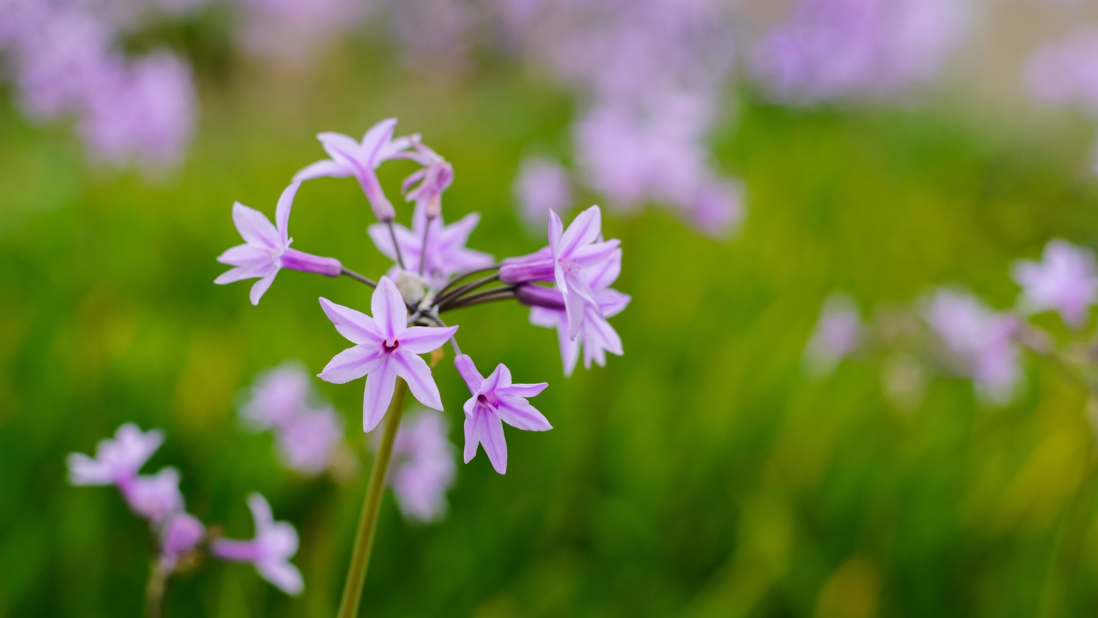 Delicate, star-shaped light purple flowers of Tulbaghia violacea, each with six petals, bloom in a soft cluster with long, thin green stalks extending upward. The background features a blurry, vibrant green field.