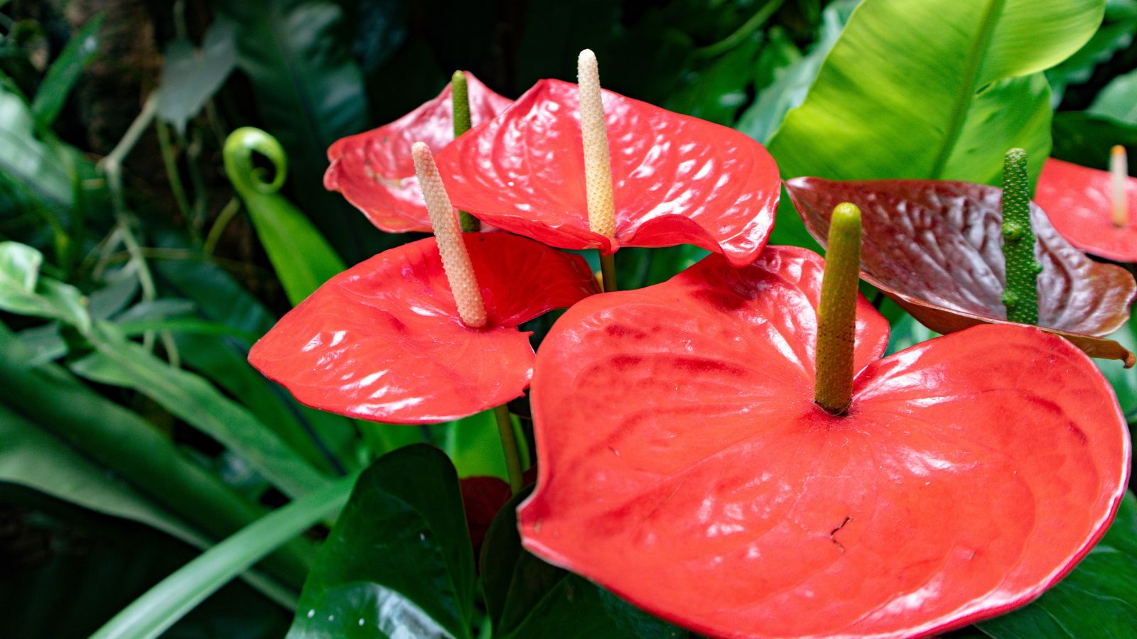 A close-up shot of a houseplant showcasing its glossy red leaves in a well lit area