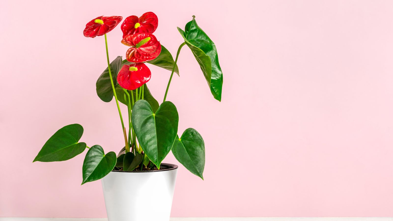 A close-up shot of a houseplant that is placed in a pot in a well lit area indoors