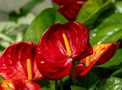 A close-up shot of red flower heads of the Flamingo flower