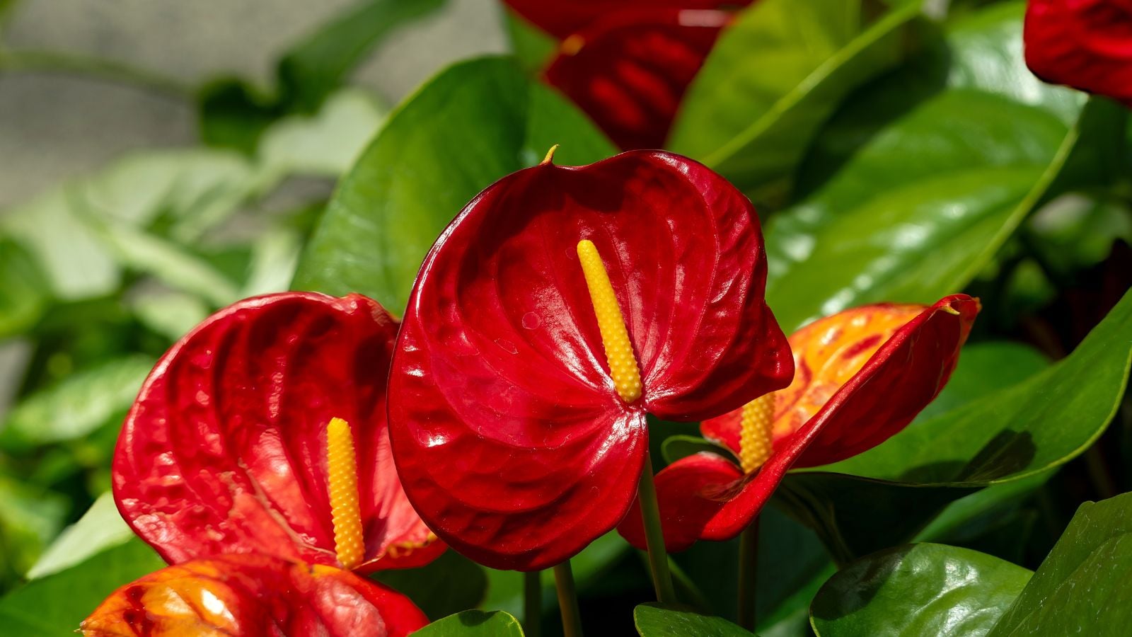 A close-up shot of red flower heads of the Flamingo flower