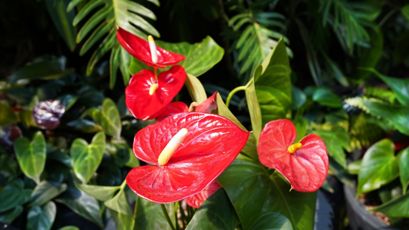 A shot of a houseplant basking in bright sunlight outdoors
