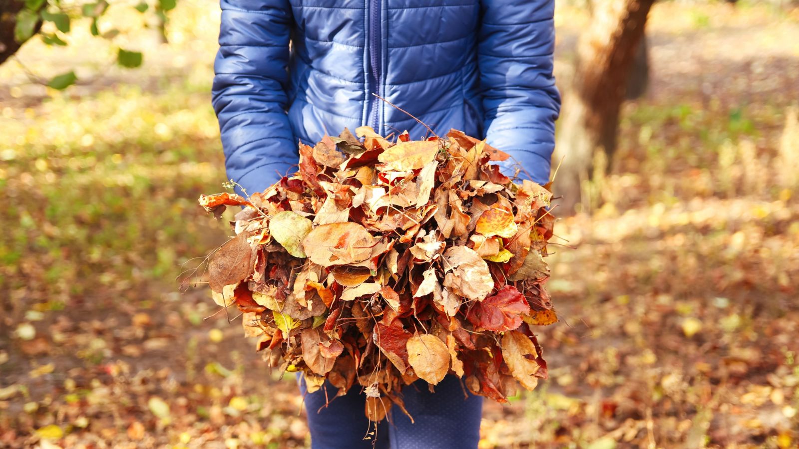 A shot of a person holding a pile of dead and dry foliage