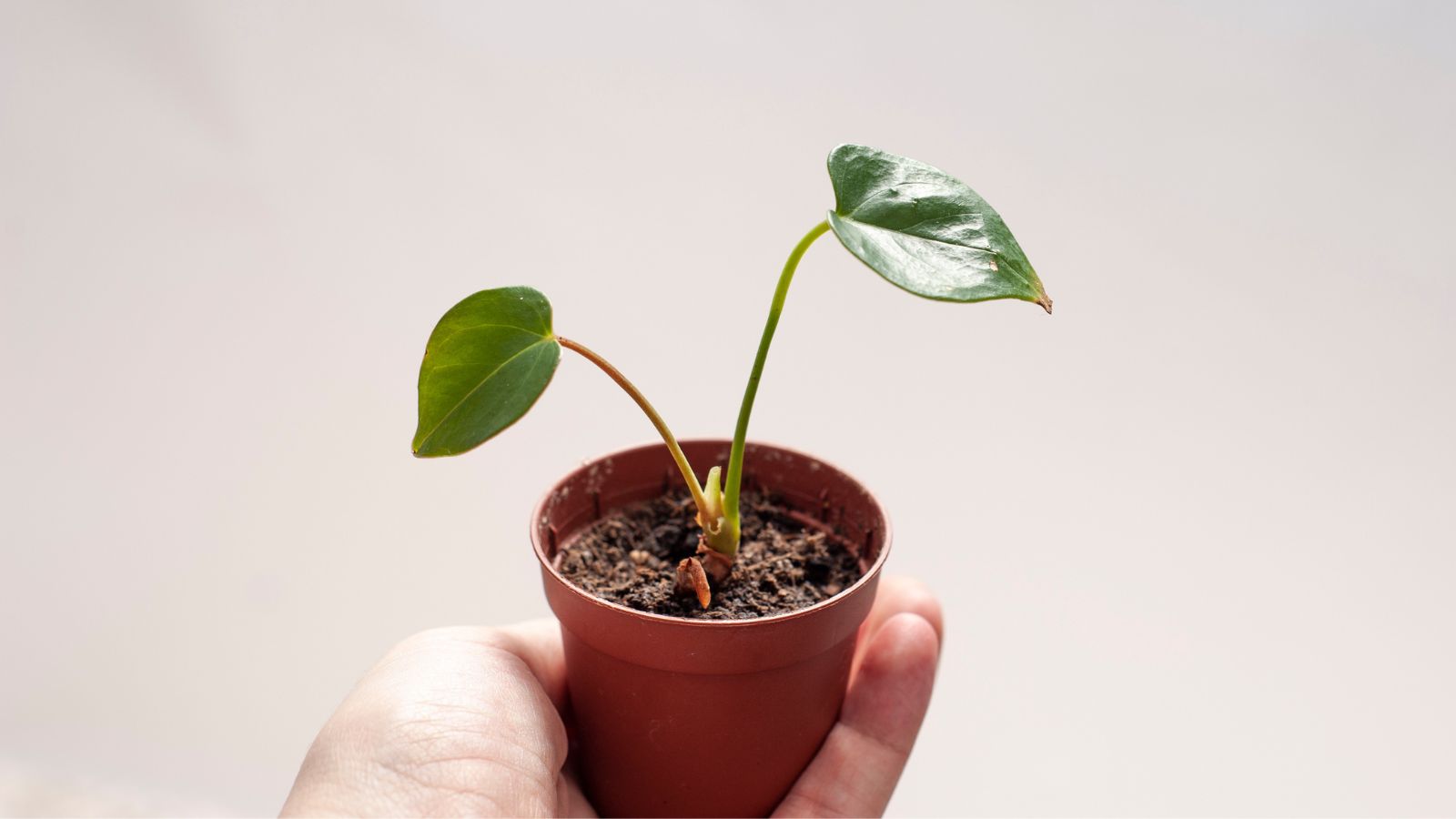 A shot of a person holding a small pot with a seedling in a well lit area