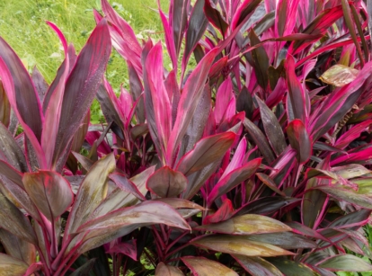 A shot of a row of hawaiian ti plant