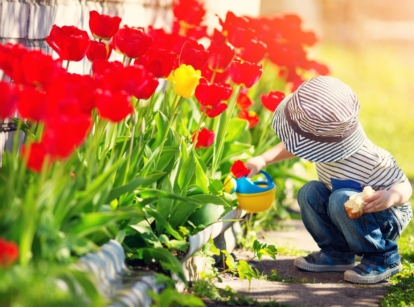 A young boy using a toy watering can to pour water on a bed of flowers appearing to have vibrant red petals placed in a sunny area