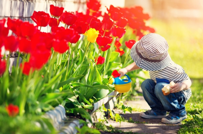 A young boy using a toy watering can to pour water on a bed of flowers appearing to have vibrant red petals placed in a sunny area
