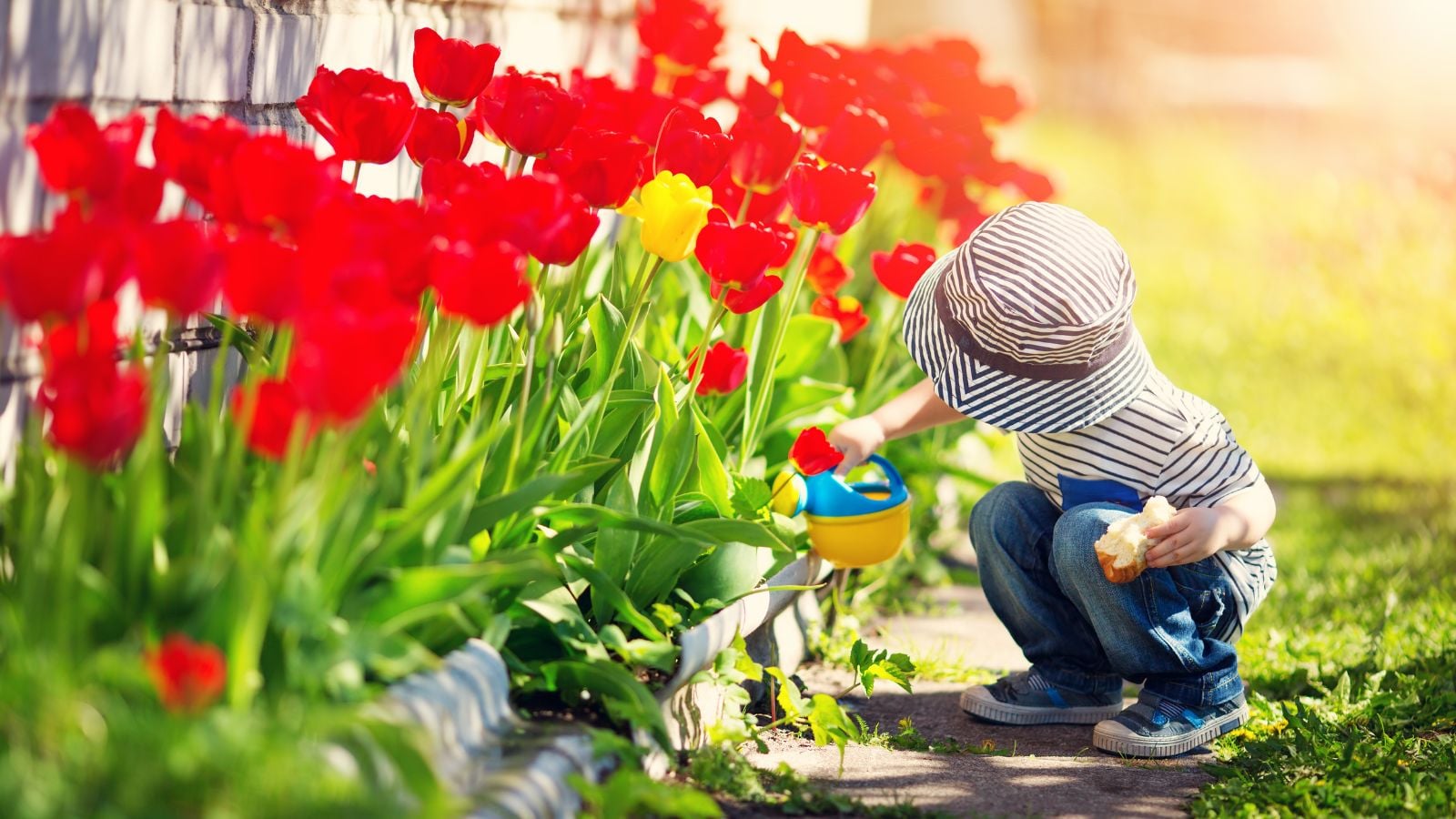A young boy using a toy watering can to pour water on a bed of flowers appearing to have vibrant red petals placed in a sunny area