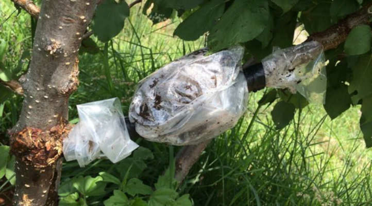 Air layering point wrapped with plastic