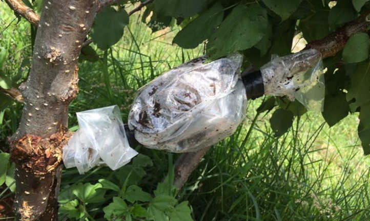 Air layering point wrapped with plastic