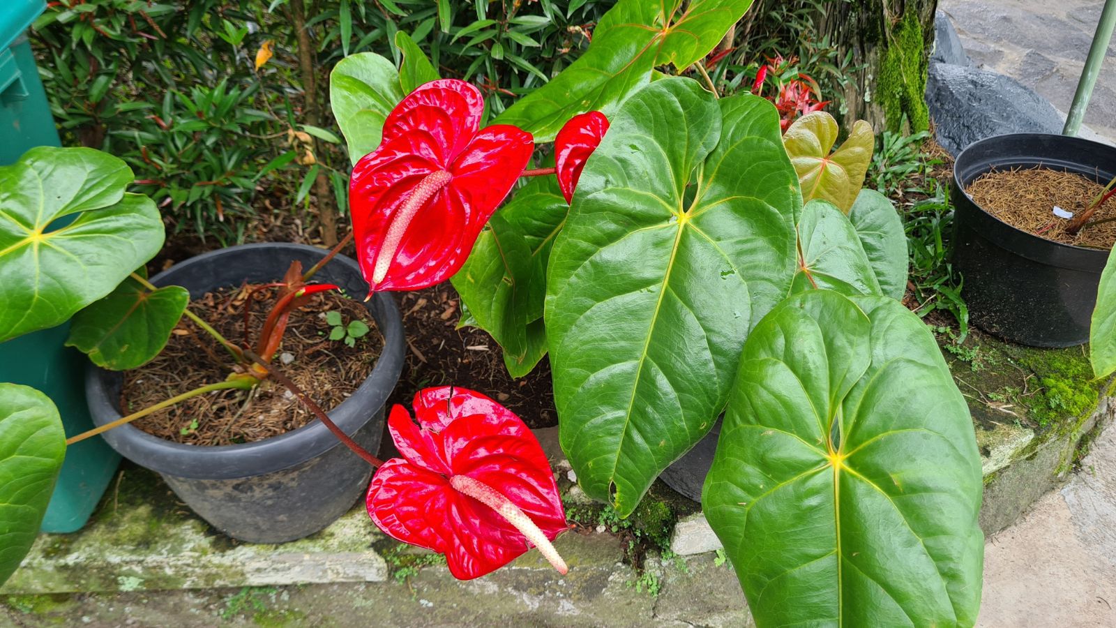 An overhead shot of a developing red colored houseplant in a well lit area