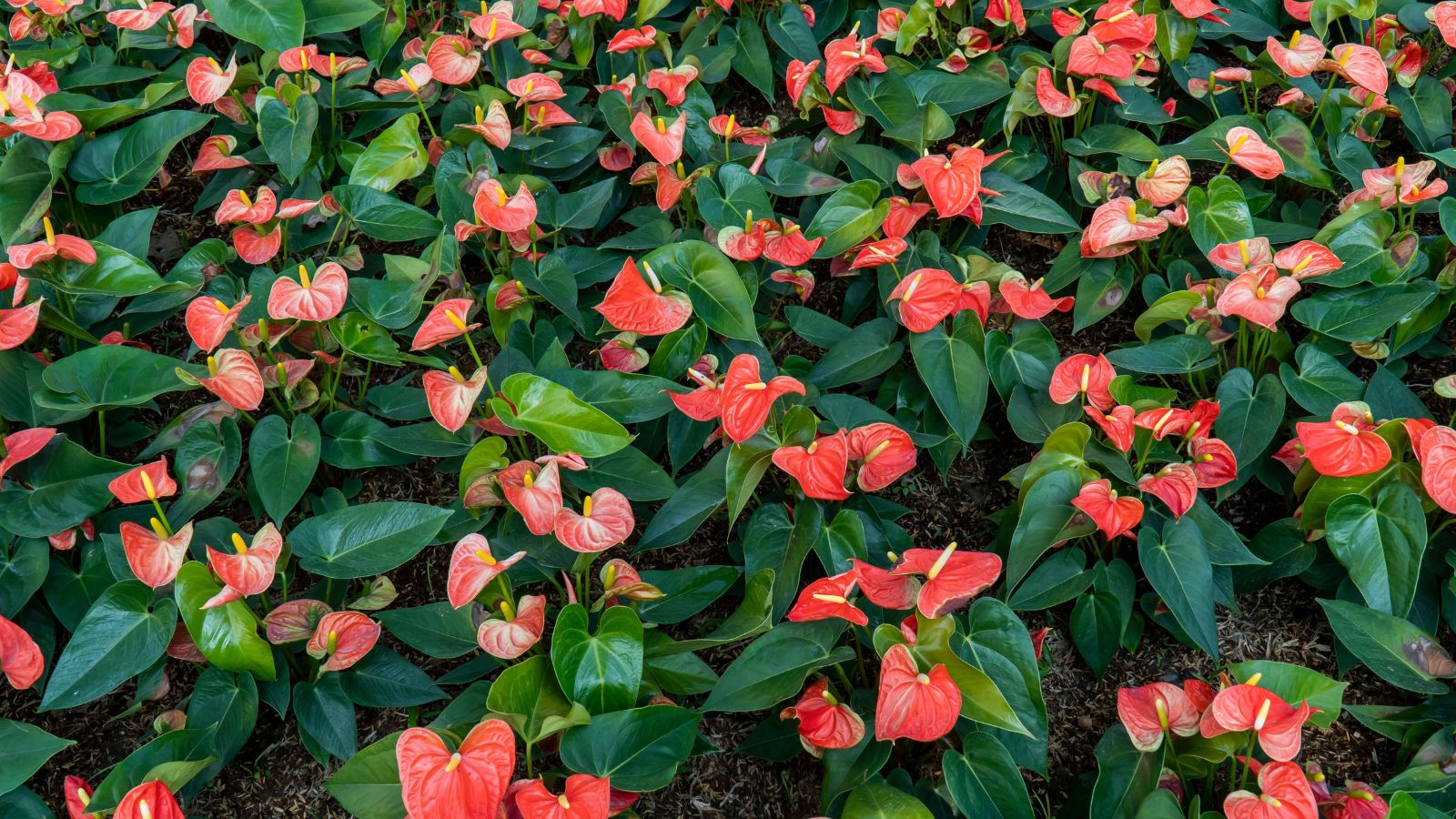 An overhead shot of a small field of red houseplants or anthurium plants in a well lit area