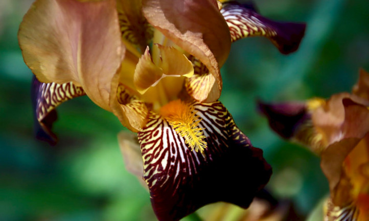 Bronze bearded iris