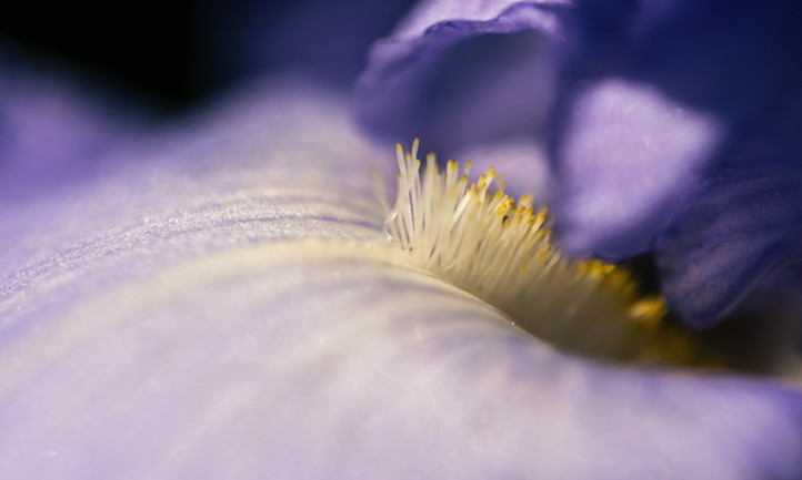 Closeup of center of iris