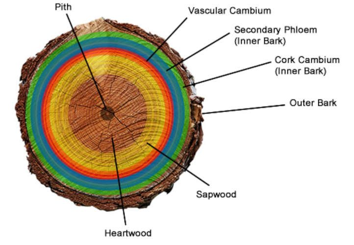 Layers of bark