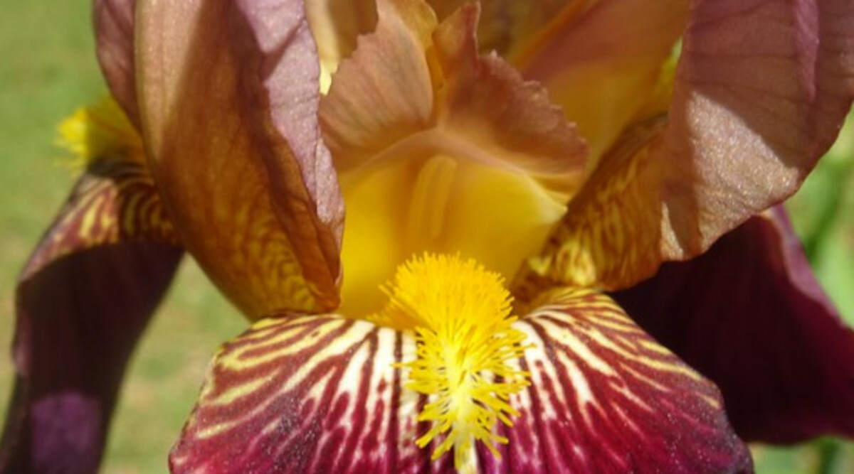 Maroon bearded iris