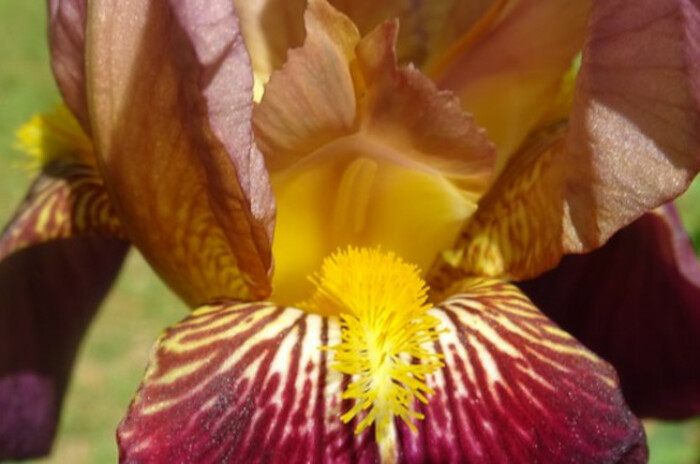 Maroon bearded iris