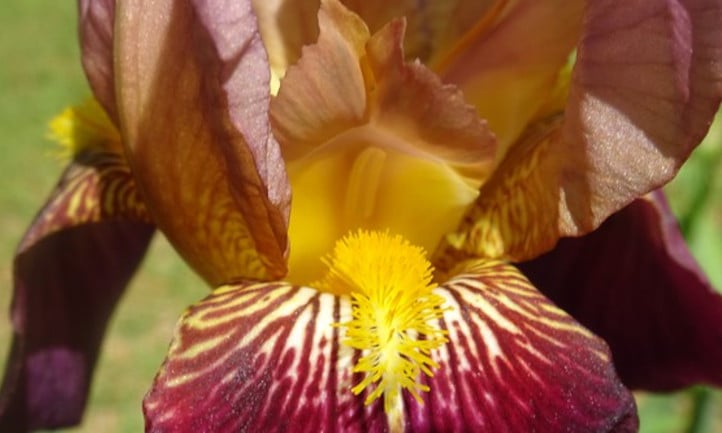 Maroon bearded iris