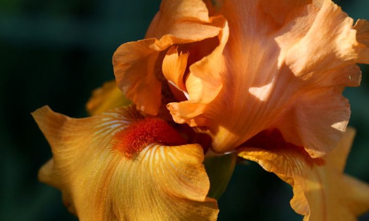 Peach bearded iris