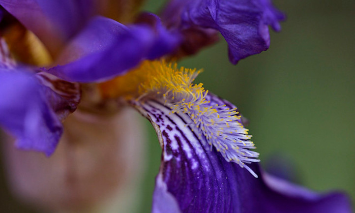 Purple iris